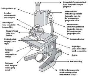 Bagian-Bagian Mikroskop Dan Cara Penggunaannya